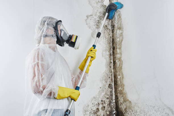 Best Industrial Mold Remediation in Burlington, KY