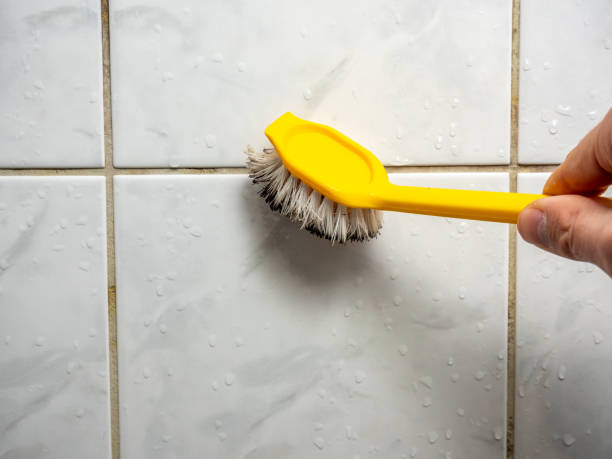 Best Residential Mold Remediation in Burlington, KY
