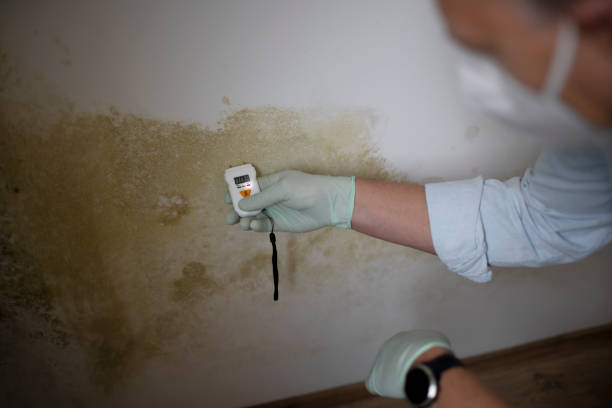 Best Commercial Mold Remediation in Burlington, KY
