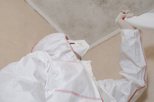 Best Basement Mold Remediation in Burlington, KY