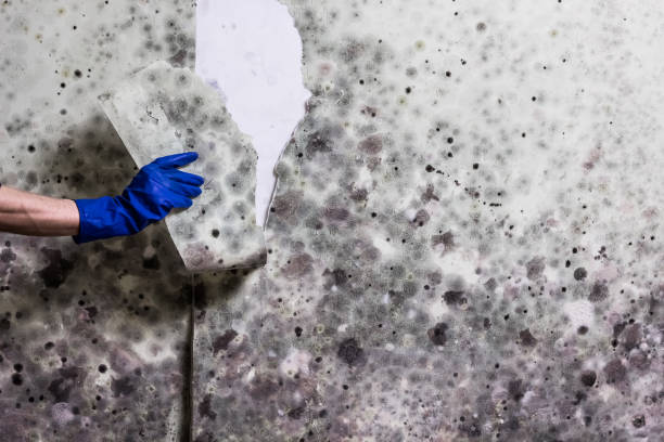 Best Health and Safety Mold Remediation in Burlington, KY