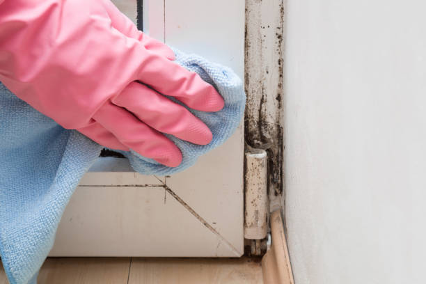 Best Attic Mold Remediation in Burlington, KY